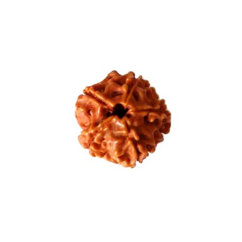 Rudraksha bead, approx. 20mm; per 10 pcs